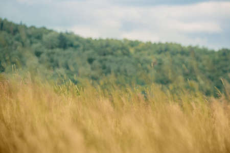 Summer meadow backdropの写真素材