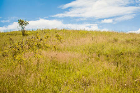 Dry grass field of countryside