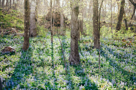 Beautiful purple flowers in sping forest
