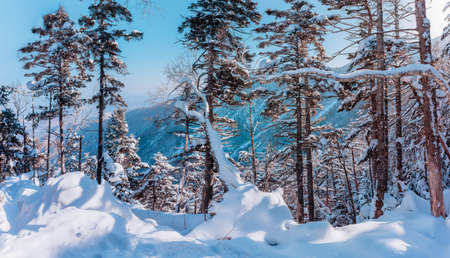 Russian snow treesの写真素材