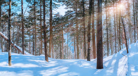 Russian snow treesの写真素材