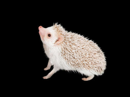 African pygmy hedgehog isolated on black backgroundの写真素材