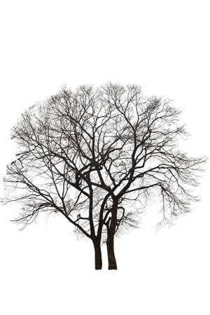 Dry bare branches isolated on white background