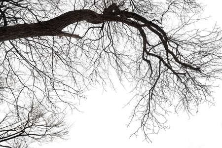 Dry bare branches isolated on white backgroundの写真素材