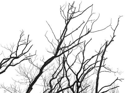 Dry bare branches isolated on white backgroundの写真素材