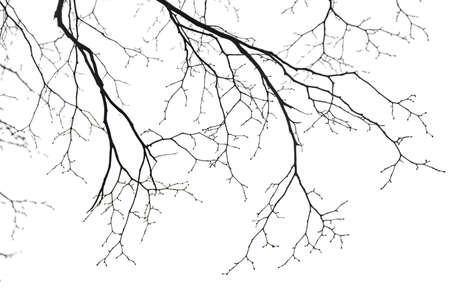 Dry bare branches isolated on white backgroundの写真素材