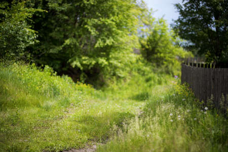 Beautiful green summer forest. Spring background, backdropの写真素材