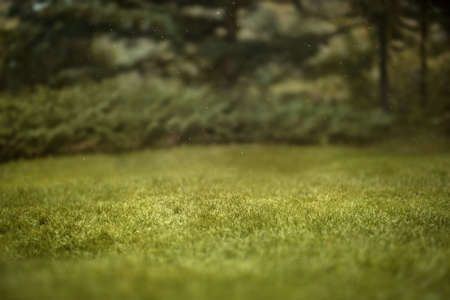Beautiful green summer forest. Spring background, backdropの写真素材