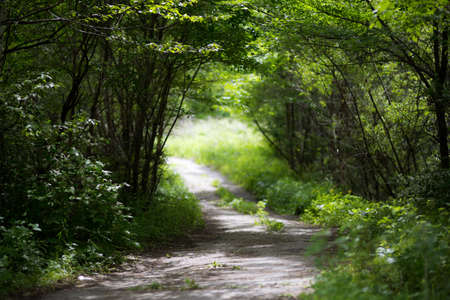 Beautiful green summer forest. Spring background, backdrop