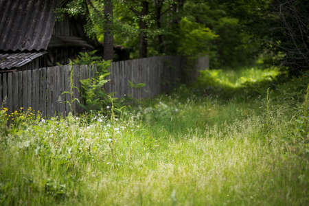 Beautiful green summer forest. Spring background, backdropの写真素材