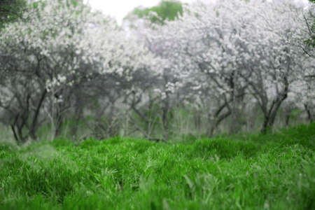 Cherry Blossoms. Beautiful spring garden. Trees and grassの写真素材