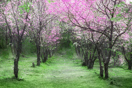 Cherry Blossoms. Beautiful spring garden. Trees and grassの写真素材