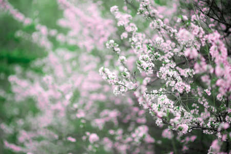 Cherry Blossoms. Beautiful spring garden. Trees and grassの写真素材