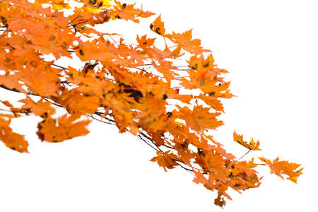 Branch of autumn leaves isolated on white