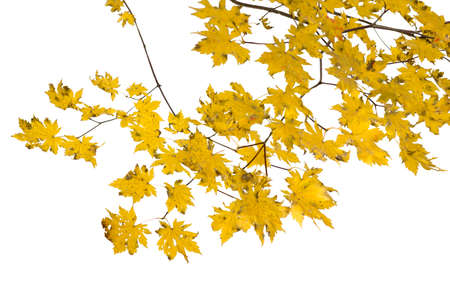 Branch of autumn leaves isolated on white