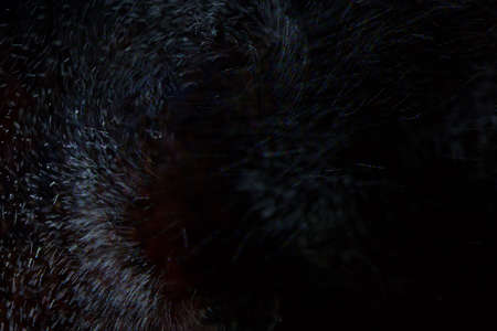 Abstract real dust floating over black backgroundの写真素材