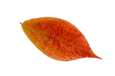 Close-up of autumn leaf on white background