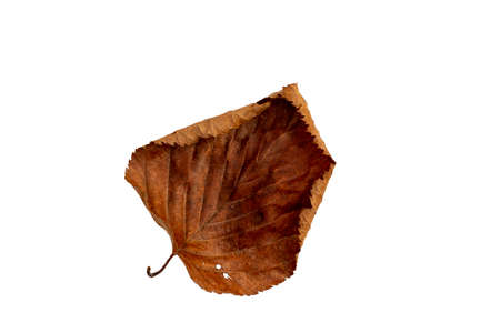 Close-up of autumn leaf on white background