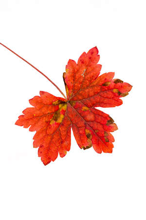 Close-up of autumn leaf on white background