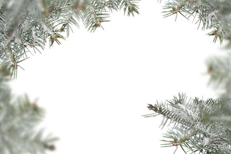 Evergreen tree branches isolated on white background