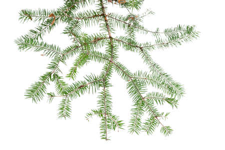 Evergreen tree branch isolated on white background