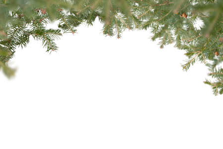 Evergreen tree branches isolated on white background