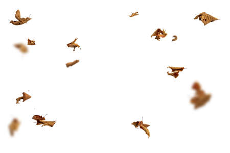 Dry autumn falling leaves on white backgroundの写真素材