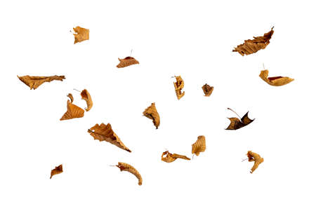 Dry autumn falling leaves on white background