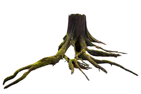 Old tree stump with moss isolated on white