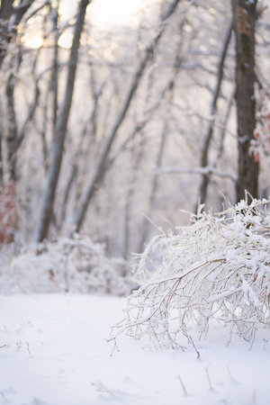 Beautiful winter forest after heavy first snowの写真素材