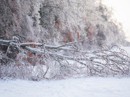 Beautiful winter forest after heavy first snowの写真素材