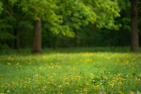 Green lawn in city park