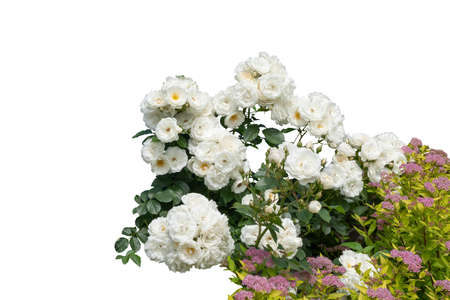 Blooming rose bushes isolated on white backgroundの写真素材