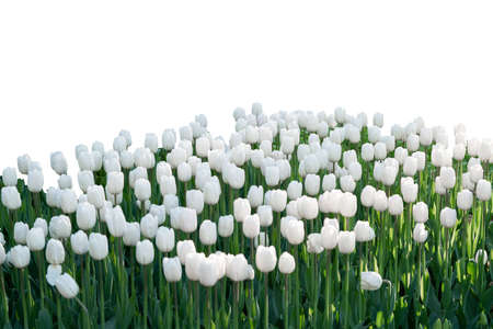 Grass and spring flowers isolated on whiteの写真素材