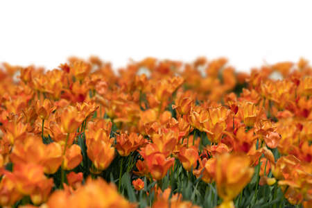 Grass and orange spring flowers isolated on whiteの写真素材
