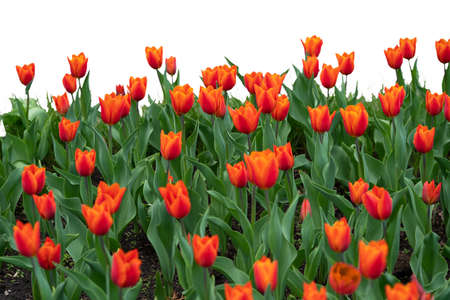 Grass and red spring flowers isolated on whiteの写真素材