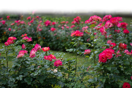 Grass and red spring flowers isolated on whiteの写真素材