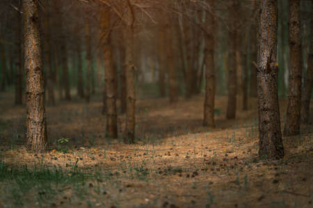 Dark coniferous forest with old spruce and pine trees