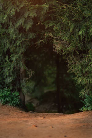 Dark coniferous forest with old spruce and pine trees