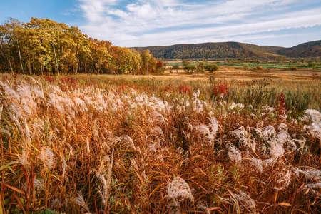 Landscape of the golden field by day. Russiaの写真素材