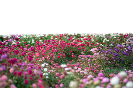 Grass and pink summer flowers isolated on whiteの写真素材