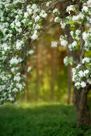 A green meadow illuminated by the spring sun.の写真素材