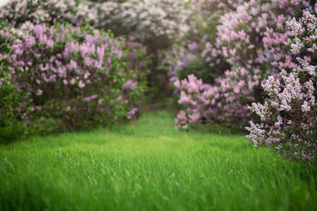 Spring green meadow with flowering lilac trees