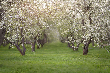 Cherry and apple blossoms in spring gardenの写真素材