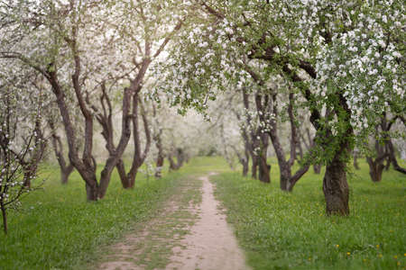 Cherry and apple blossoms in spring gardenの写真素材