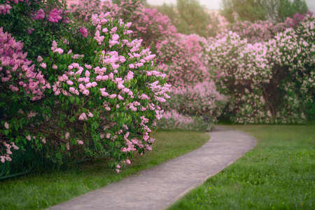 White and pink lilac bushes blooming in spring gardenの写真素材