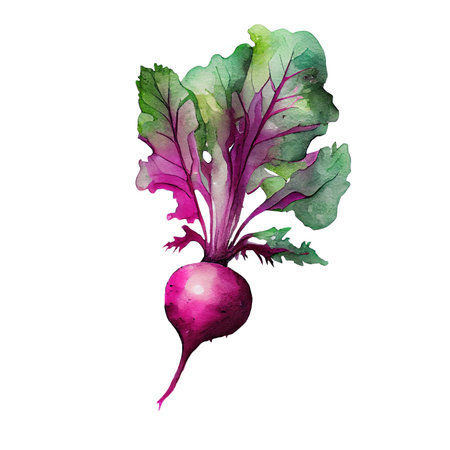 Beetroot watercolor botanical illustration on white backgroundの素材