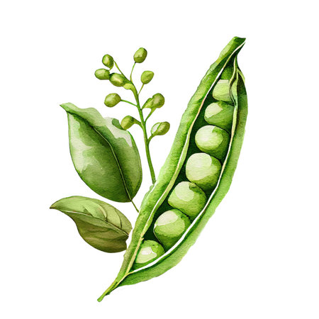 Pea pod. Watercolor painting isolated on white backgroundの素材