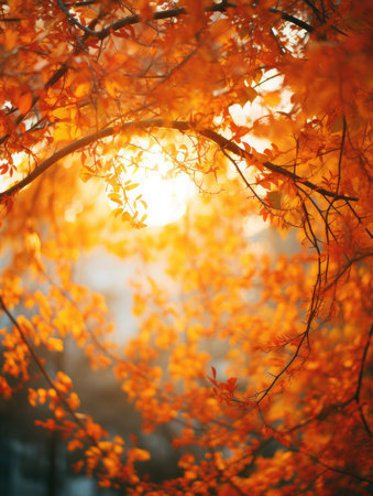 Beautiful orange and yellow autumn leaves against a blurry autumn background.の素材