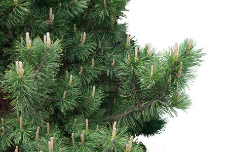 Green pine tree branches isolated on white background